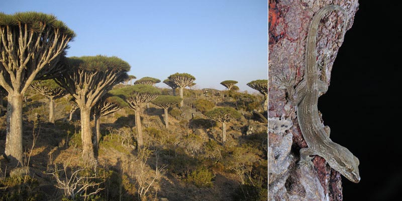 The endemic gecko Hemidactylus dracaenacolus (right, author: Fabio Pupin) is only found on the endemic Dragon’s blood tree, Dracaena cinnabari (left, author of the picture: Salvador Carranza). Both are critically endangered species.