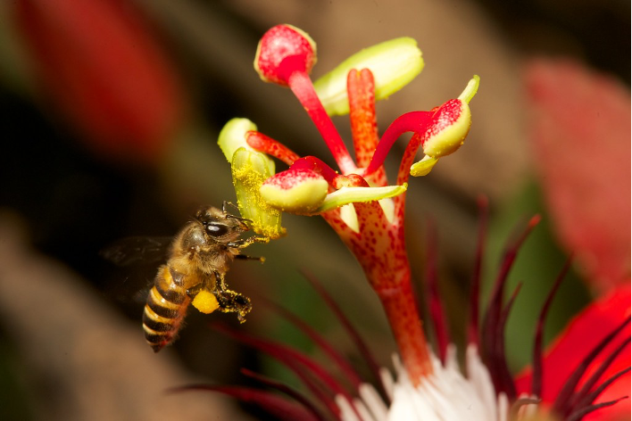 Obrera de Apis cerana recolectando polen en una Passiflora sp. roja (Passifloraceae) en Yunnan, China. Autor: Nicolas Vereecken.