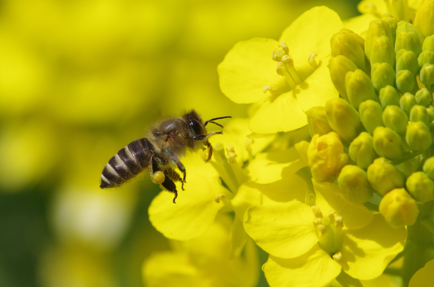Una abeja asiática poliniza una planta de la familia de las Brasicáceas (Crucíferas). Autor: Tetsuya Shimizu.