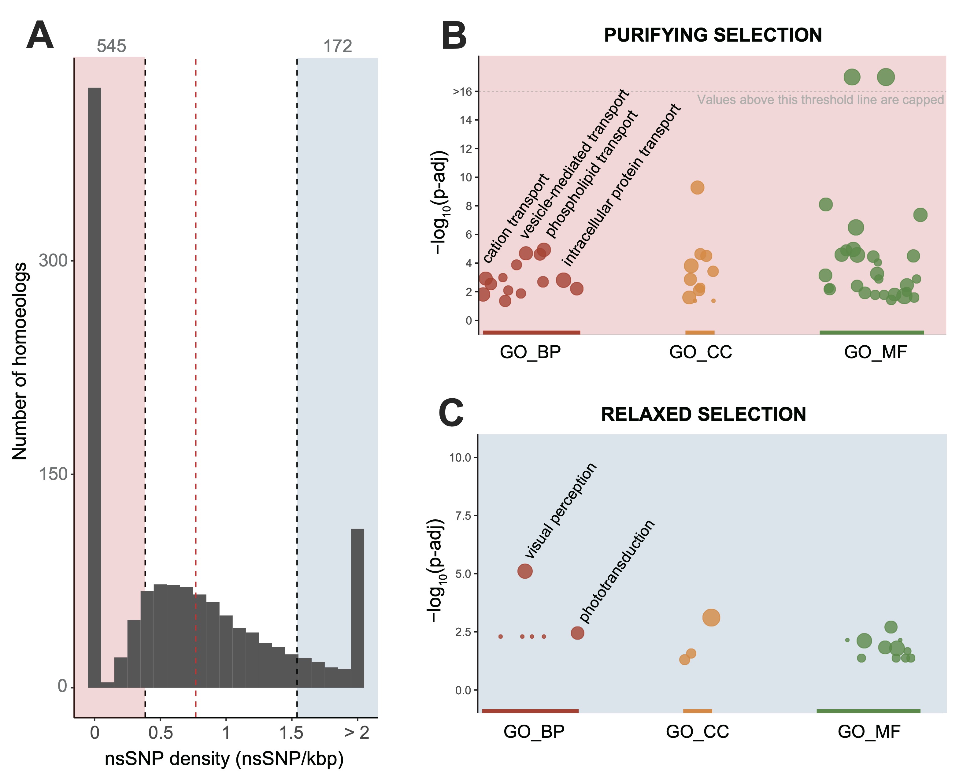 Two modes of evolution in the cavefish genome Two modes of evolution in the cavefish genome