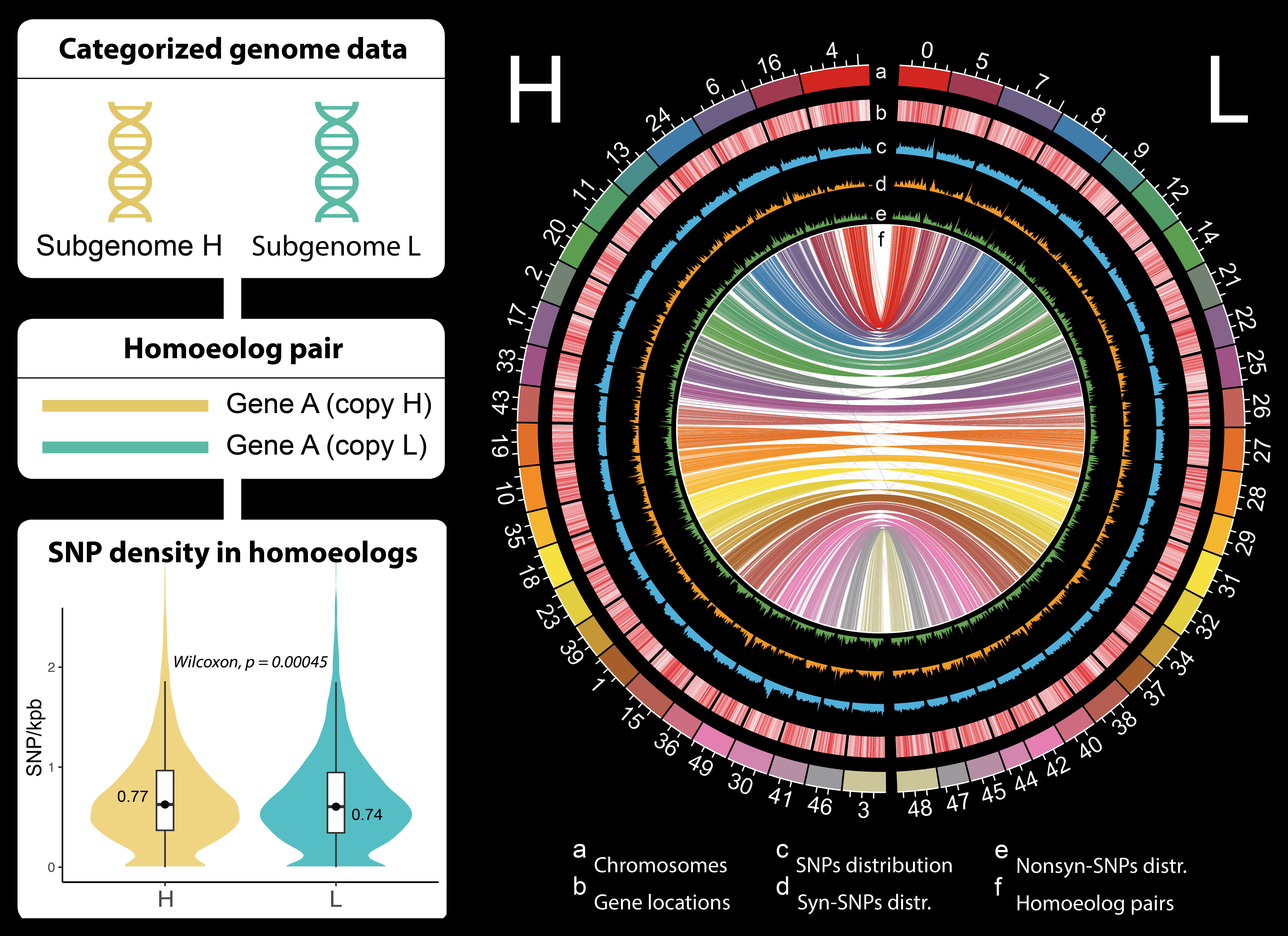 The allotetraploid genome of Sinocyclocheilus microphthalmus The allotetraploid genome of Sinocyclocheilus microphthalmus