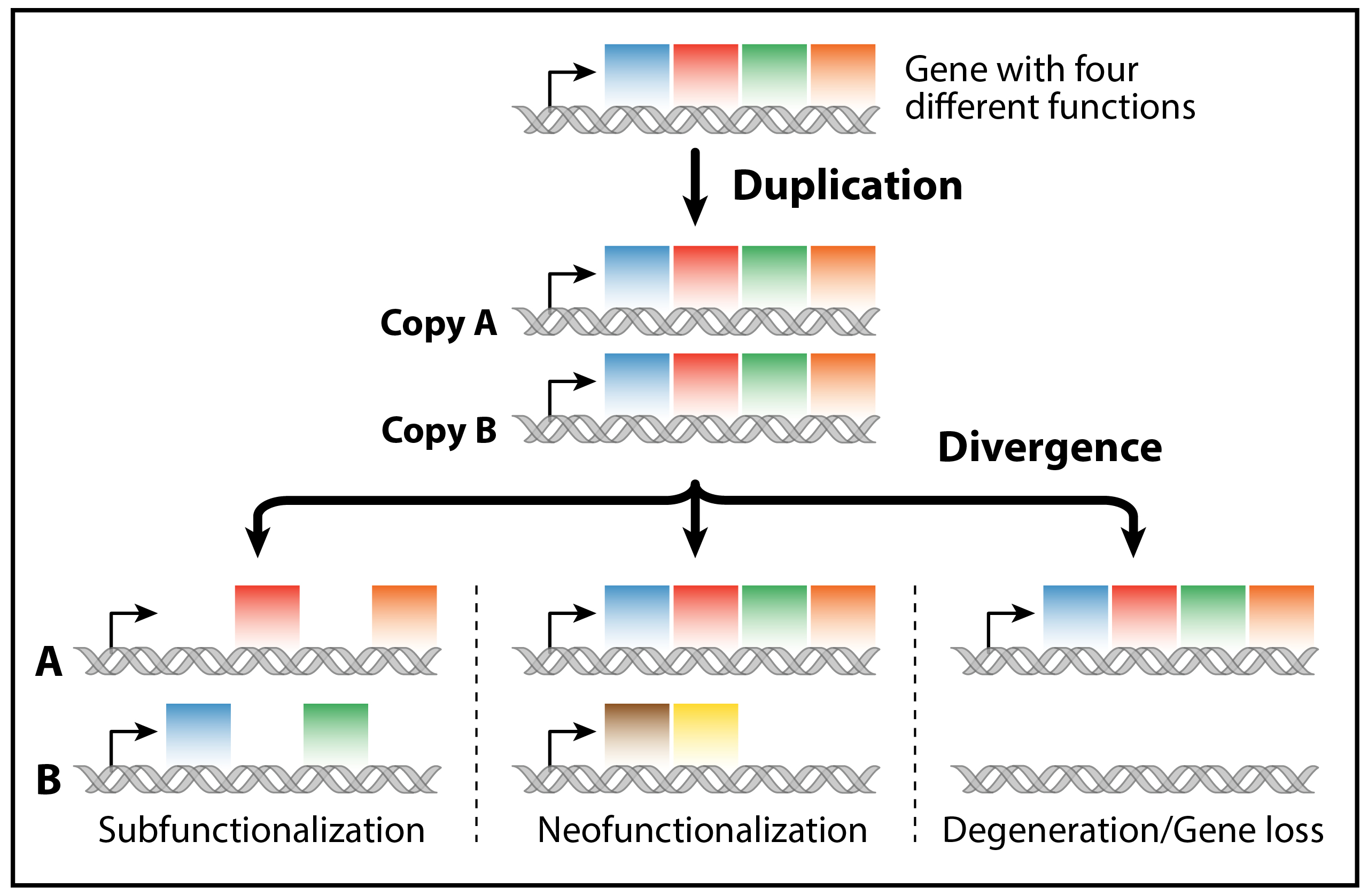 evolution_fate_duplicate_genes