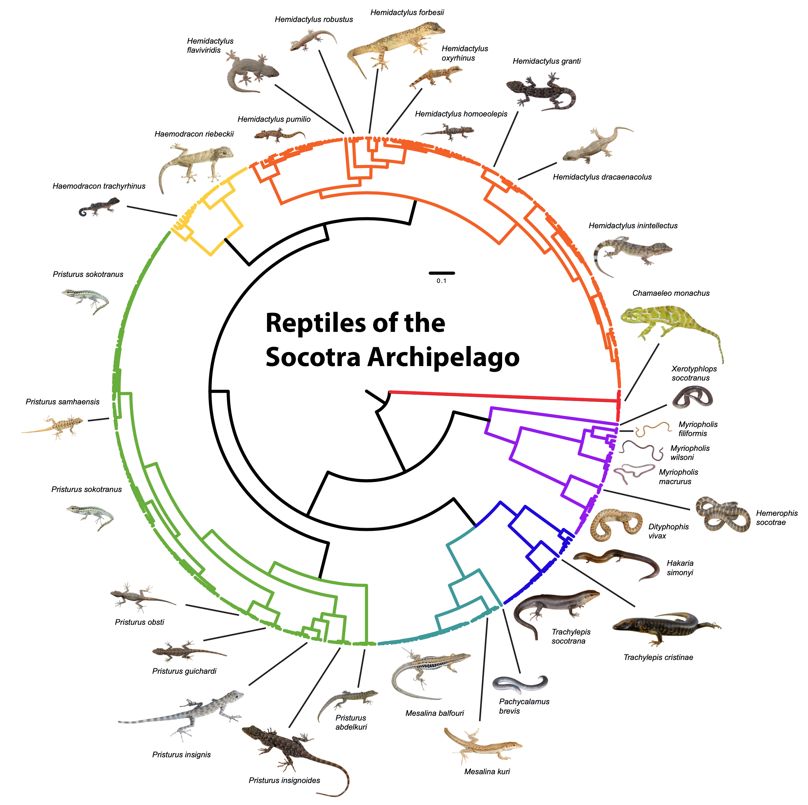 phylogeny_socotra_reptiles